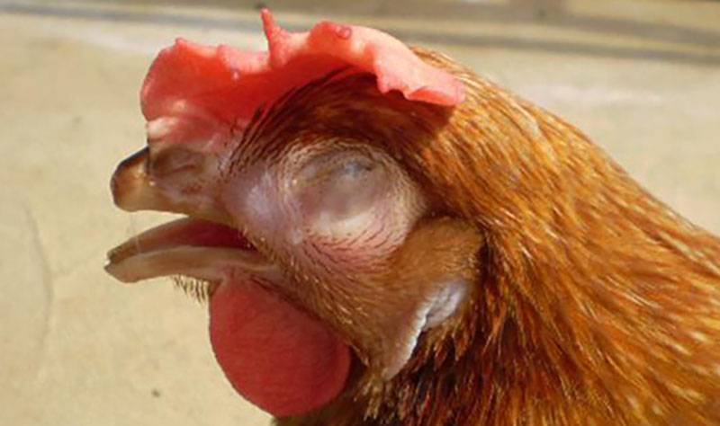 Virus rất độc hại khi dính vào mắt gà