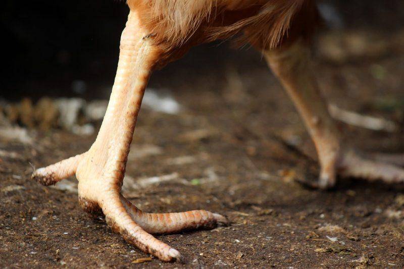 Lý do gà bị run chân là gì?