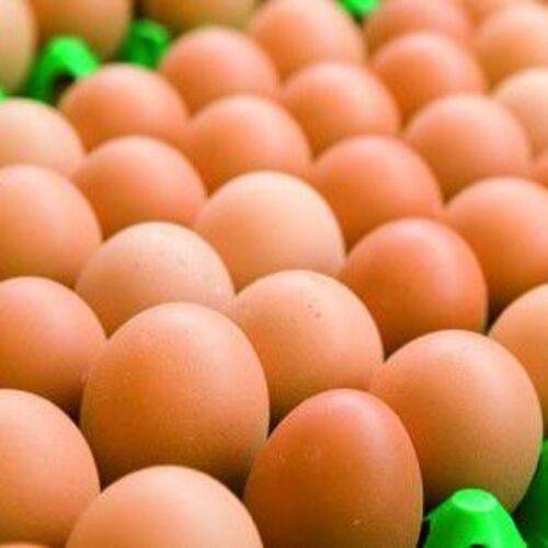 Cần lựa chọn trứng cho đồng đều để tạo thuận lợi cho việc nở