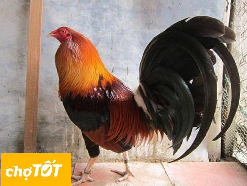Trại gà Thần Kê chuyên cung cấp giống gà đảm bảo chất lượng