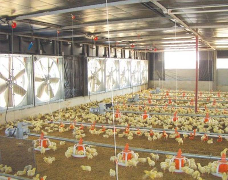 Vận tốc gió trong chăn nuôi gà và những điều nên biết 